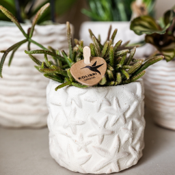 Kolibri Home | Star Fish sierpot - Off White - Ø6cm (8785279224112)