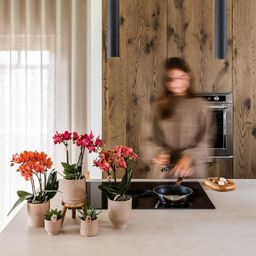 Kolibri Home | Bali sierpot - Sand - Ø6cm (8785279224051)