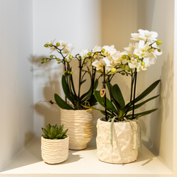 Kolibri Home | Star Fish sierpot - Off White - Ø9cm (8785279224105)