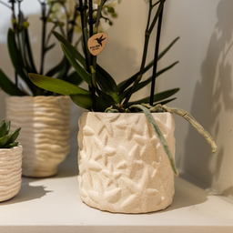 Kolibri Home | Star Fish sierpot - Off White - Ø9cm (8785279224105)