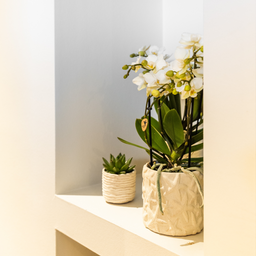 Kolibri Home | Star Fish sierpot - Off White - Ø9cm (8785279224105)