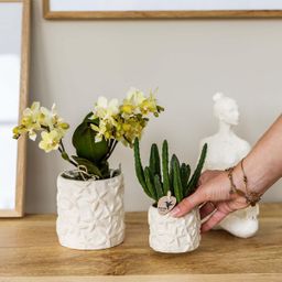 Kolibri Home | Star Fish sierpot - Off White - Ø9cm (8785279224105)