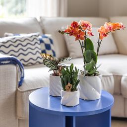 Kolibri Home | Candy sierpot - White - Ø9cm (8785279222910)