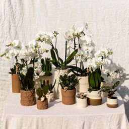 Kolibri Home | Rustic sierpot wit | Ø6cm (8785279224242)