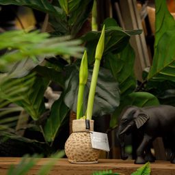 No Water Flowers® (wax amaryllis) | Fashionz Animal - Cheetah + Red flower (8721225131110)