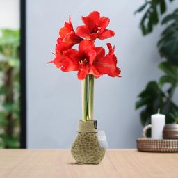 No Water Flowers® (wax amaryllis) | Fashionz Animal - Cheetah + Red flower (8721225131110)