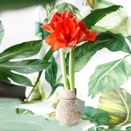 No Water Flowers® (wax amaryllis) | Fashionz Animal - Cheetah + Red flower (8721225131110)
