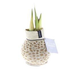 No Water Flowers® (wax amaryllis) | Fashionz Animal - Cheetah + Red flower (8721225131110)