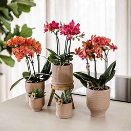 Kolibri Home | Bali sierpot - Sand - Ø9cm (8785279224044)