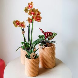 Kolibri Home | Candy sierpot | Hoog - Peach - Ø9cm (8785279222941)