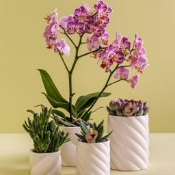 Kolibri Home | Candy sierpot | Hoog - White - Ø9cm (8785279222965)