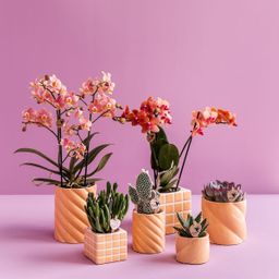 Kolibri Home | Candy sierpot | Hoog - Peach - Ø9cm (8785279222941)