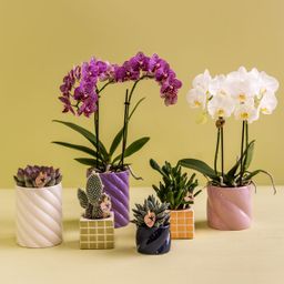 Kolibri Home | Candy sierpot | Hoog - White - Ø9cm (8785279222965)