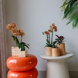 Kolibri Home | Candy sierpot | Hoog - Peach - Ø9cm (8785279222941)
