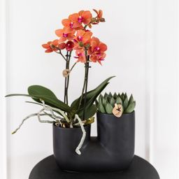 Kolibri Home | Tube sierpot - Black (8785279223764)