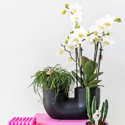 Kolibri Home | Tube sierpot - Black (8785279223764)