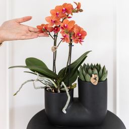Kolibri Home | Tube sierpot - Black (8785279223764)