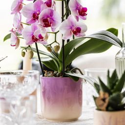 Kolibri Home | Gradience sierpot - Pink - Ø9cm (6152838482467)