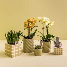 Kolibri Home | Candy sierpot | Hoog - Green - Ø9cm (8785279222972)