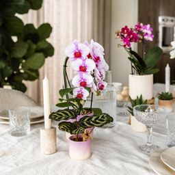 Kolibri Home | Gradience sierpot - Pink - Ø9cm (6152838482467)