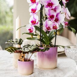 Kolibri Home | Gradience sierpot - Pink - Ø9cm (6152838482467)