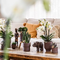 Kolibri Home | Bali sierpot - Brown - Ø6cm (7865885142022)