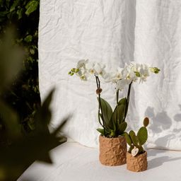 Kolibri Home | Star Fish sierpot - Sand - Ø9cm (8785279224129)