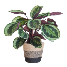 Calathea Medaillon met Lissabon mand zwart (8721042063113)