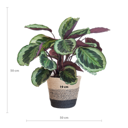 Calathea Medaillon met Lissabon mand zwart (8721042063113)