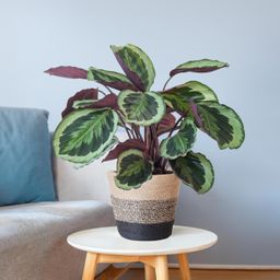 Calathea Medaillon met Lissabon mand zwart (8721042063113)