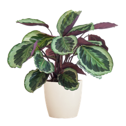Calathea Medaillon met Viber wit (8721042063137)