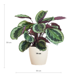 Calathea Medaillon met Viber wit (8721042063137)