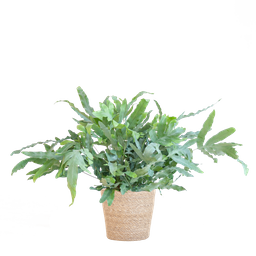 Phlebodium Aureum 'Blue Star' met Mand Sofia naturel (8721042063601)