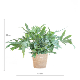 Phlebodium Aureum 'Blue Star' met Mand Sofia naturel (8721042063601)