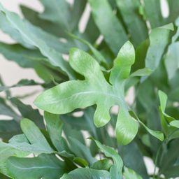 Phlebodium Aureum 'Blue Star' met Viber wit (8721042063618)