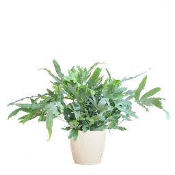 Phlebodium Aureum 'Blue Star' met Viber wit (8721042063618)