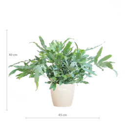 Phlebodium Aureum 'Blue Star' met Viber wit (8721042063618)