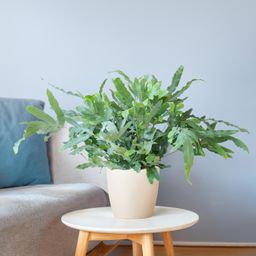 Phlebodium Aureum 'Blue Star' met Viber wit (8721042063618)