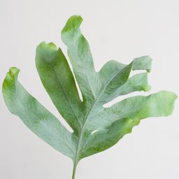 Phlebodium Aureum 'Blue Star' met Viber wit (8721042063618)
