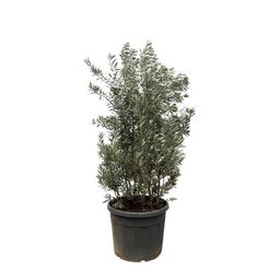 Olea Europaea struik - 225cm- Ø50 (8721055693093)