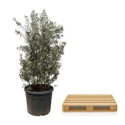 Olea Europaea struik - 225cm- Ø50 (8721055693093)