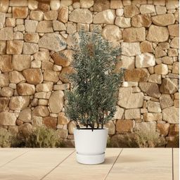 Olea Europaea struik - 225cm- Ø50 (8721055693093)