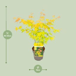 Son & koot Acer palmatum Orange Dream (8718182418231)