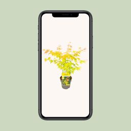 Son & koot Acer palmatum Orange Dream (8718182418231)