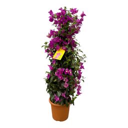 Bougainvillea pyramide - 90 cm - Ø21cm (8721081686359)