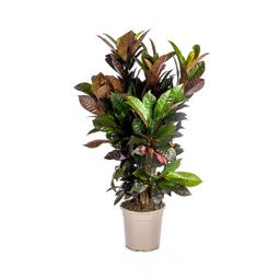 Codiaeum 'Croton' Iceton (4250308313807)