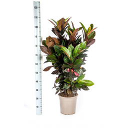 Codiaeum 'Croton' Iceton (4250308313807)