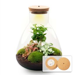 DIY terrarium - Sam Coffea met lamp - Normal (8720726958301)