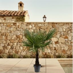 Trachycarpus Fortuneii - 160-180cm - Ø30 (8721055693116)