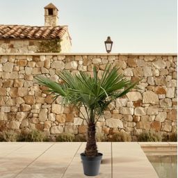 Trachycarpus Fortuneii - 220 (8721055693109)